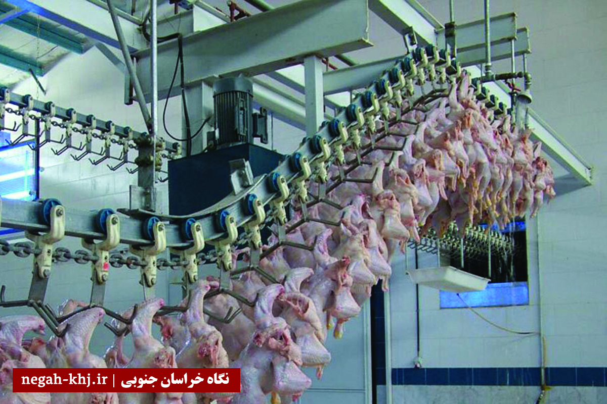 مرغ