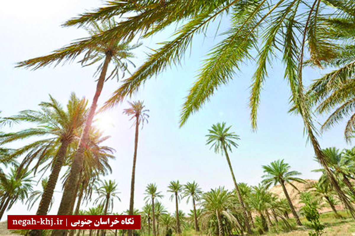 نخلستان