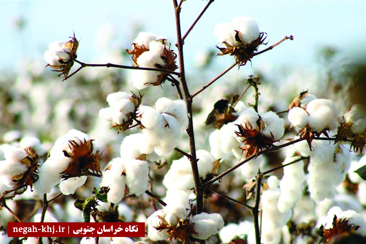 پنبه