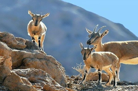 حیات وحش خراسان جنوبی