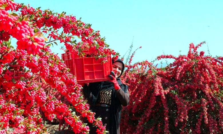 زرشک