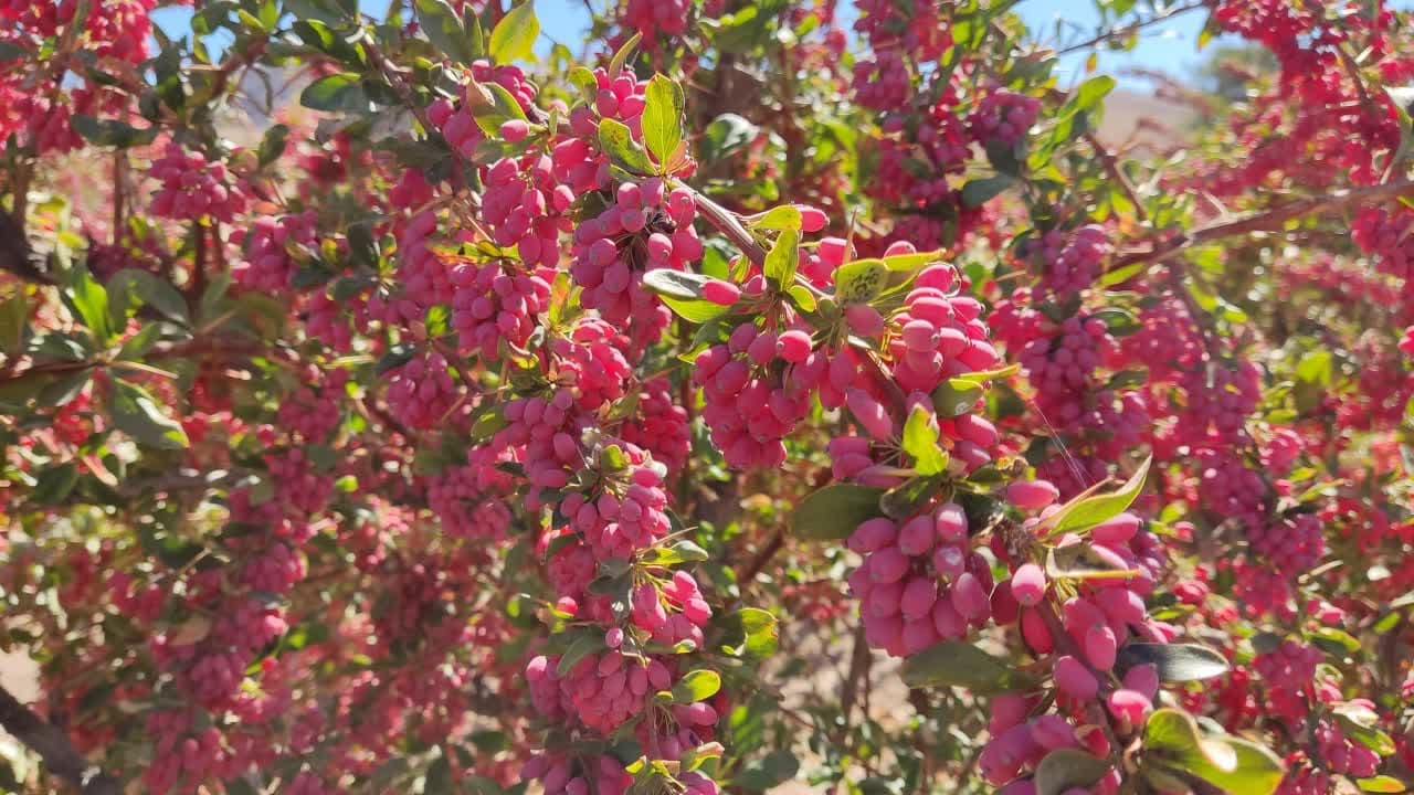 زرشک بی دانه